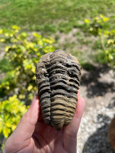 Load image into Gallery viewer, Ancient trilobite fossil