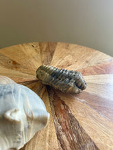 Load image into Gallery viewer, Trilobite fossil