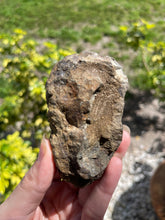 Load image into Gallery viewer, Back of trilobite fossil
